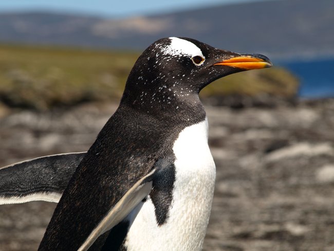 ../../Pictures/241209/049 Gentoo.JPG